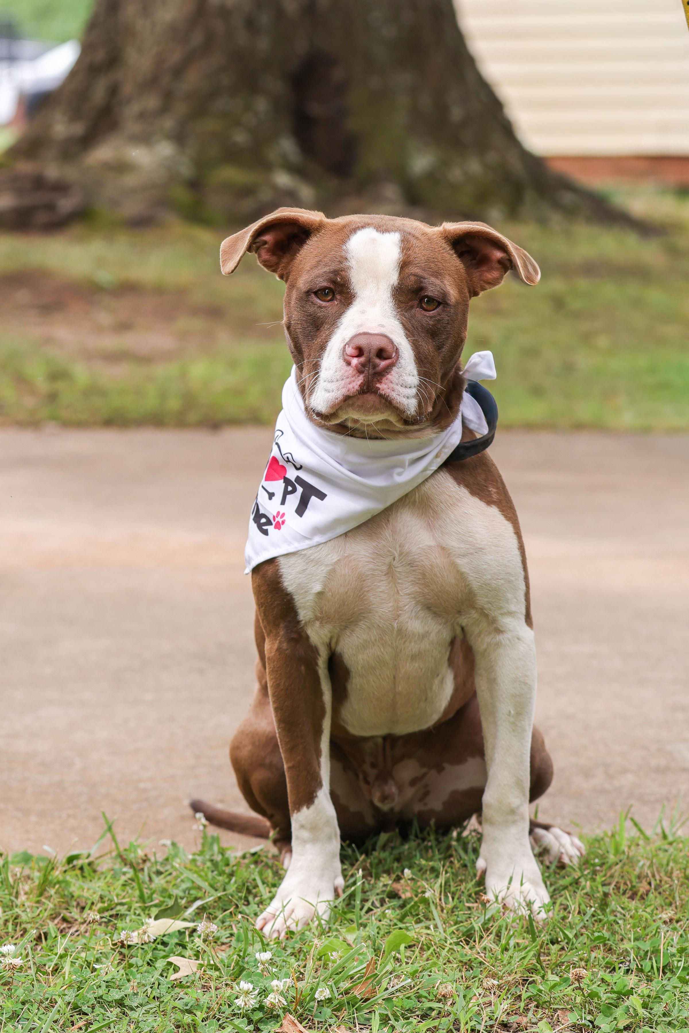 Barnabus, ADOPTABLE, Young Male Bull Terrier.
