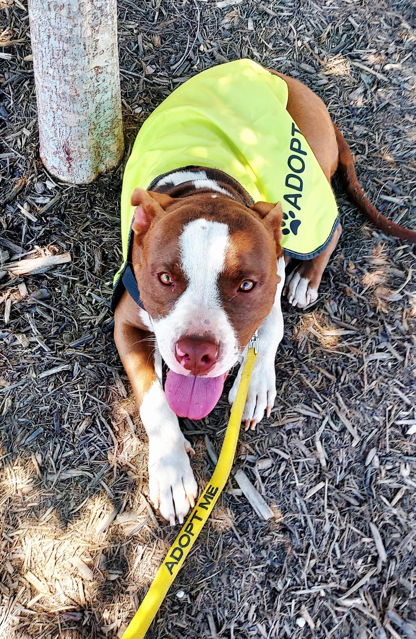 Enlarge Barnabus, a ADOPTABLE Bull Terrier in Denver, NC image 3/6