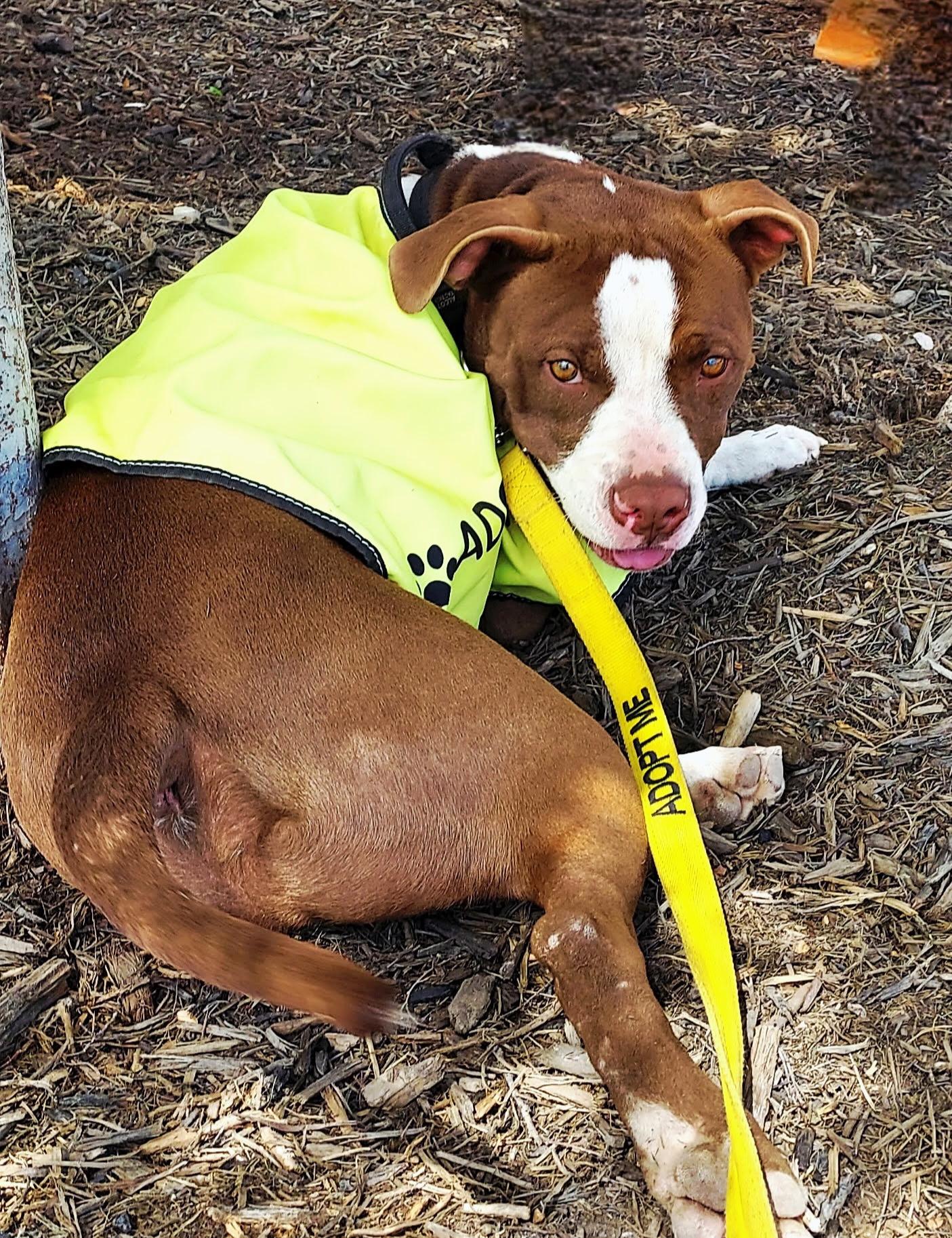 Enlarge Barnabus, a ADOPTABLE Bull Terrier in Denver, NC image 4/6