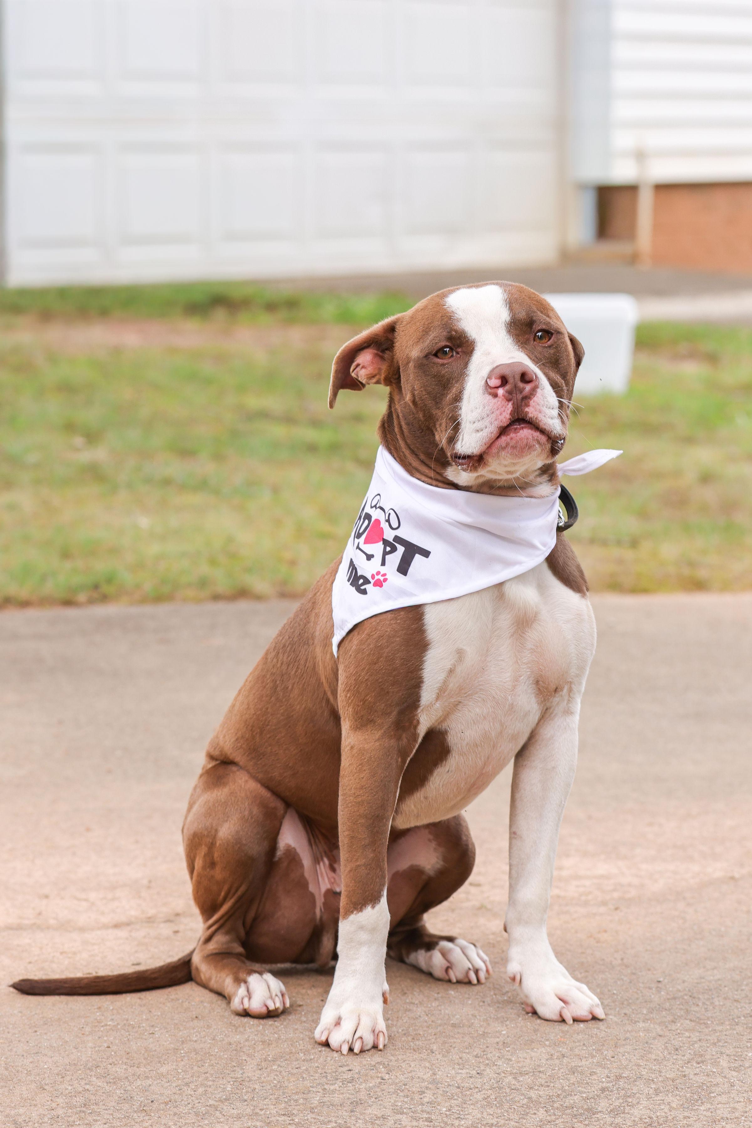 Enlarge Barnabus, a ADOPTABLE Bull Terrier in Denver, NC image 5/6