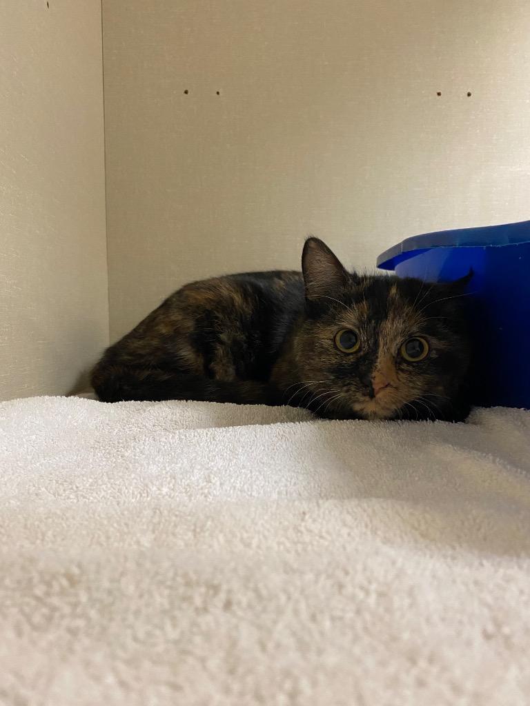 Tipperary, Adoptable, Young Female Domestic Short Hair.