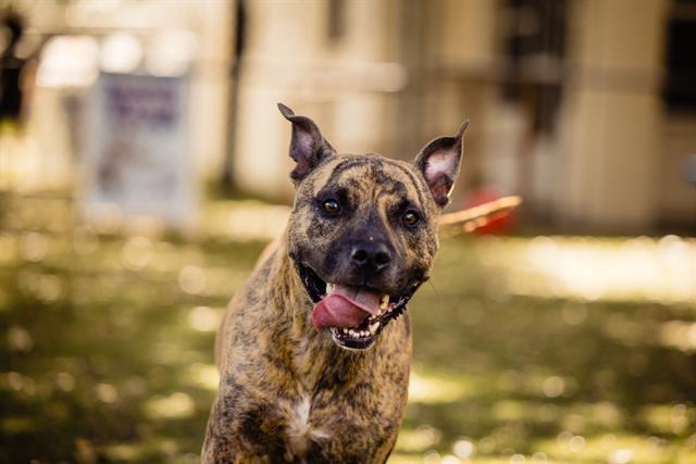 SMOKEY, Adoptable, Adult Male Pit Bull Terrier & Mixed Breed.