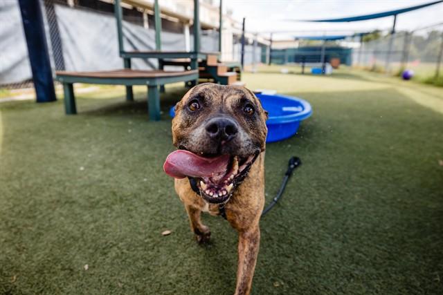 SMOKEY, Adoptable, Adult Male Pit Bull Terrier & Mixed Breed.