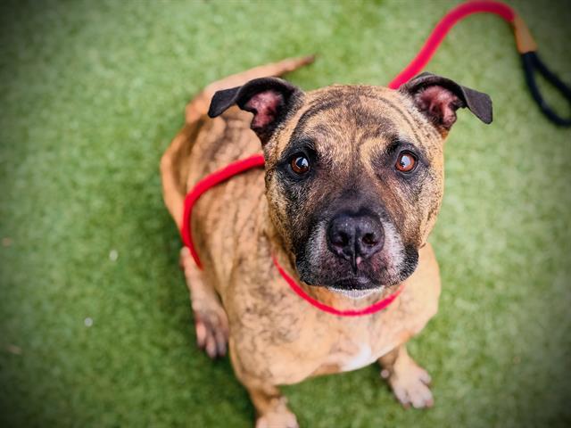 Enlarge SMOKEY, a Adoptable mixed breed in Orlando, FL image 1/1