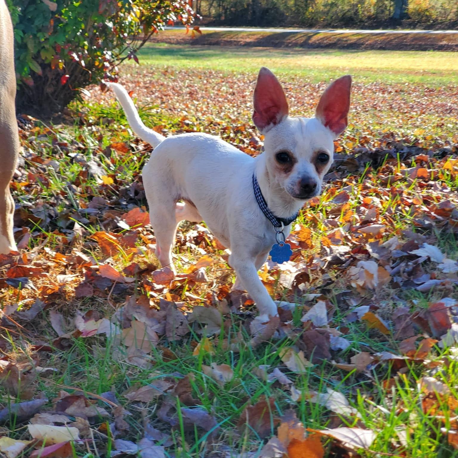 Jasper, a Adoptable mixed breed in Anderson, SC image 1/5
