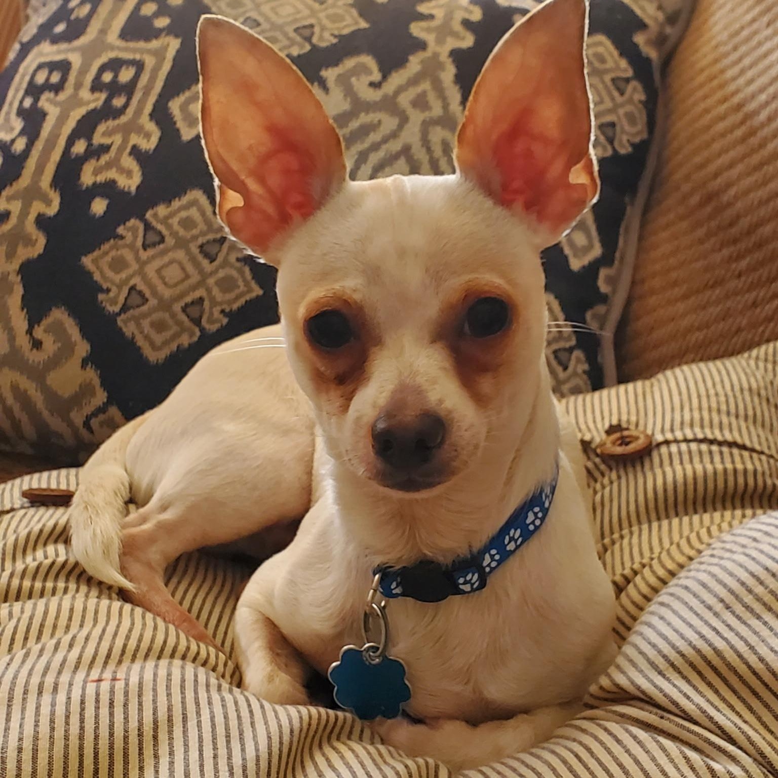 Jasper, a Adoptable mixed breed in Anderson, SC image 4/5