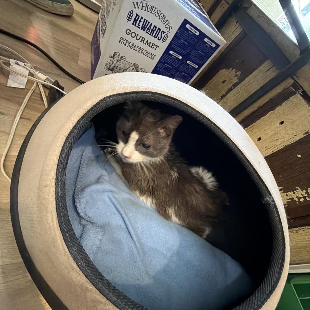 Marlena Dee, a Adoptable Domestic Short Hair in New Orleans, LA image 1/2