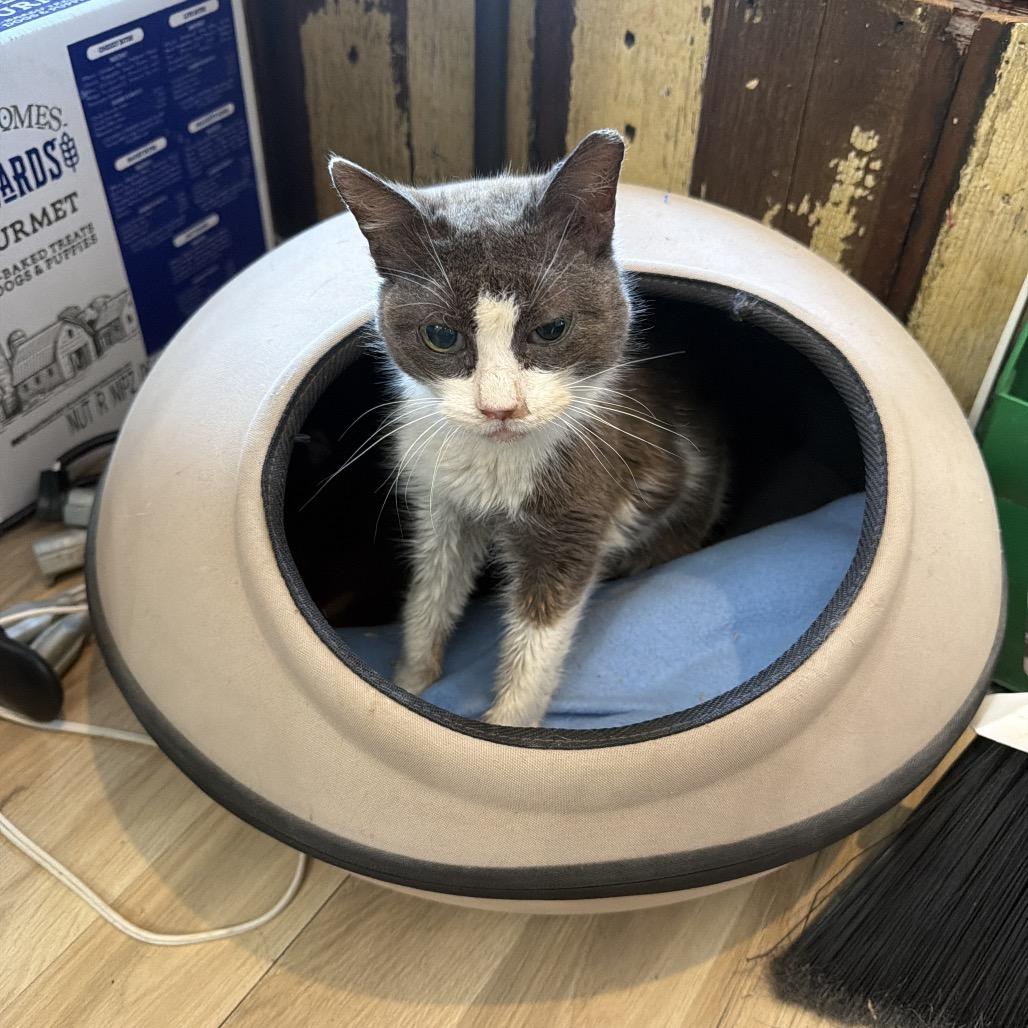 Marlena Dee, a Adoptable Domestic Short Hair in New Orleans, LA image 2/2