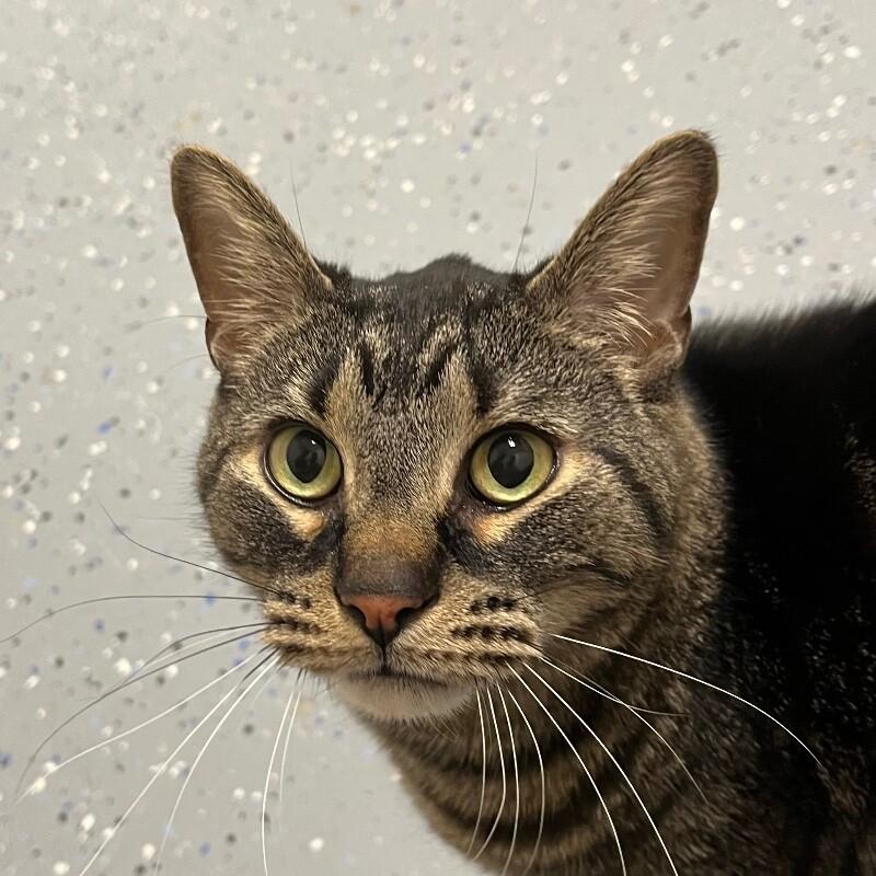 Enlarge Buster, a Adoptable Domestic Short Hair in Yankton, SD image 3/6