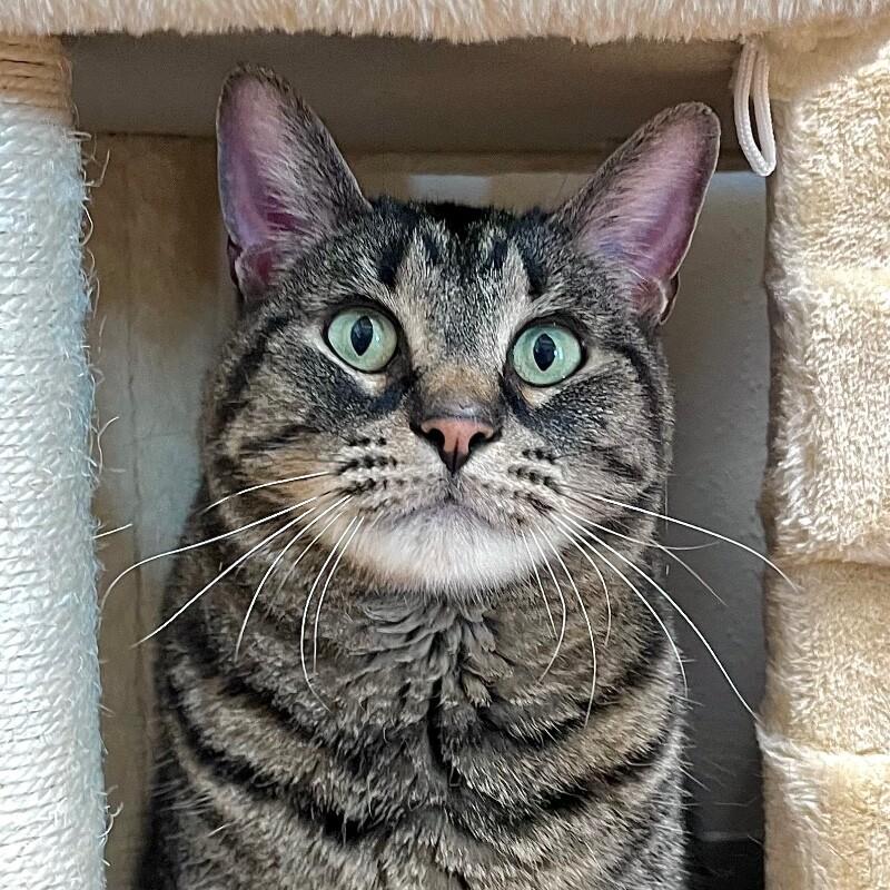 Enlarge Buster, a Adoptable Domestic Short Hair in Yankton, SD image 4/6