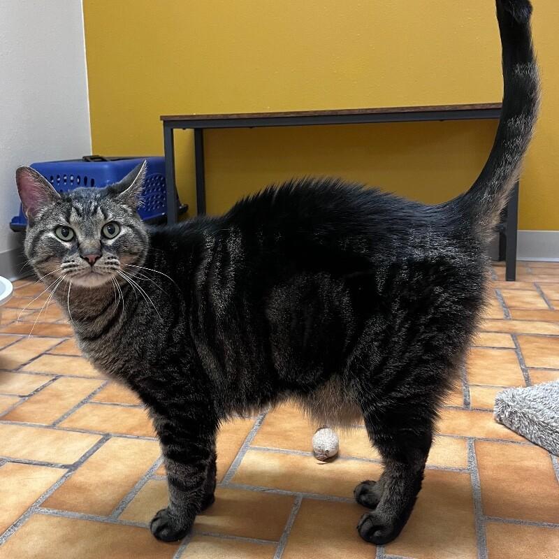 Enlarge Buster, a Adoptable Domestic Short Hair in Yankton, SD image 5/6