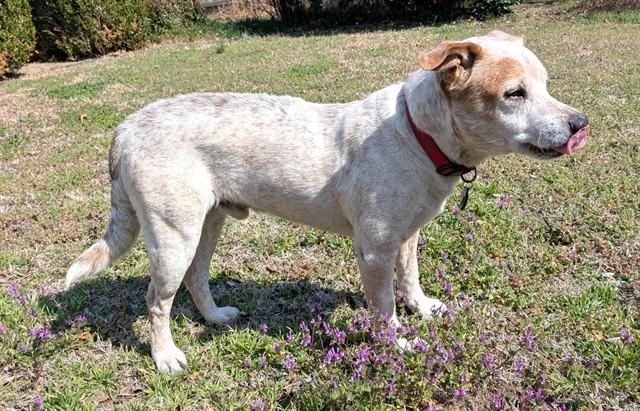 MICK, Adoptable, Adult Male Australian Cattle Dog / Blue Heeler & Mixed Breed.