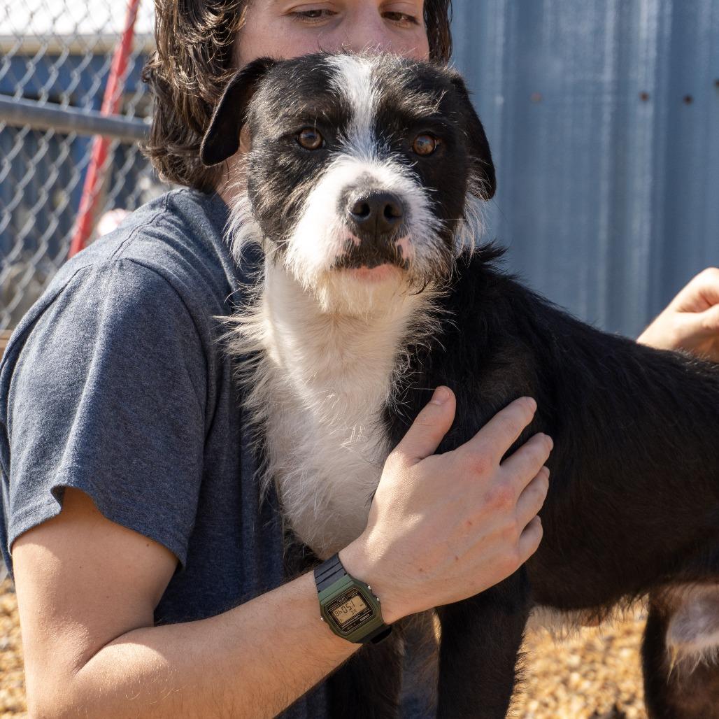 Finn, Adoptable, Young Male Terrier.