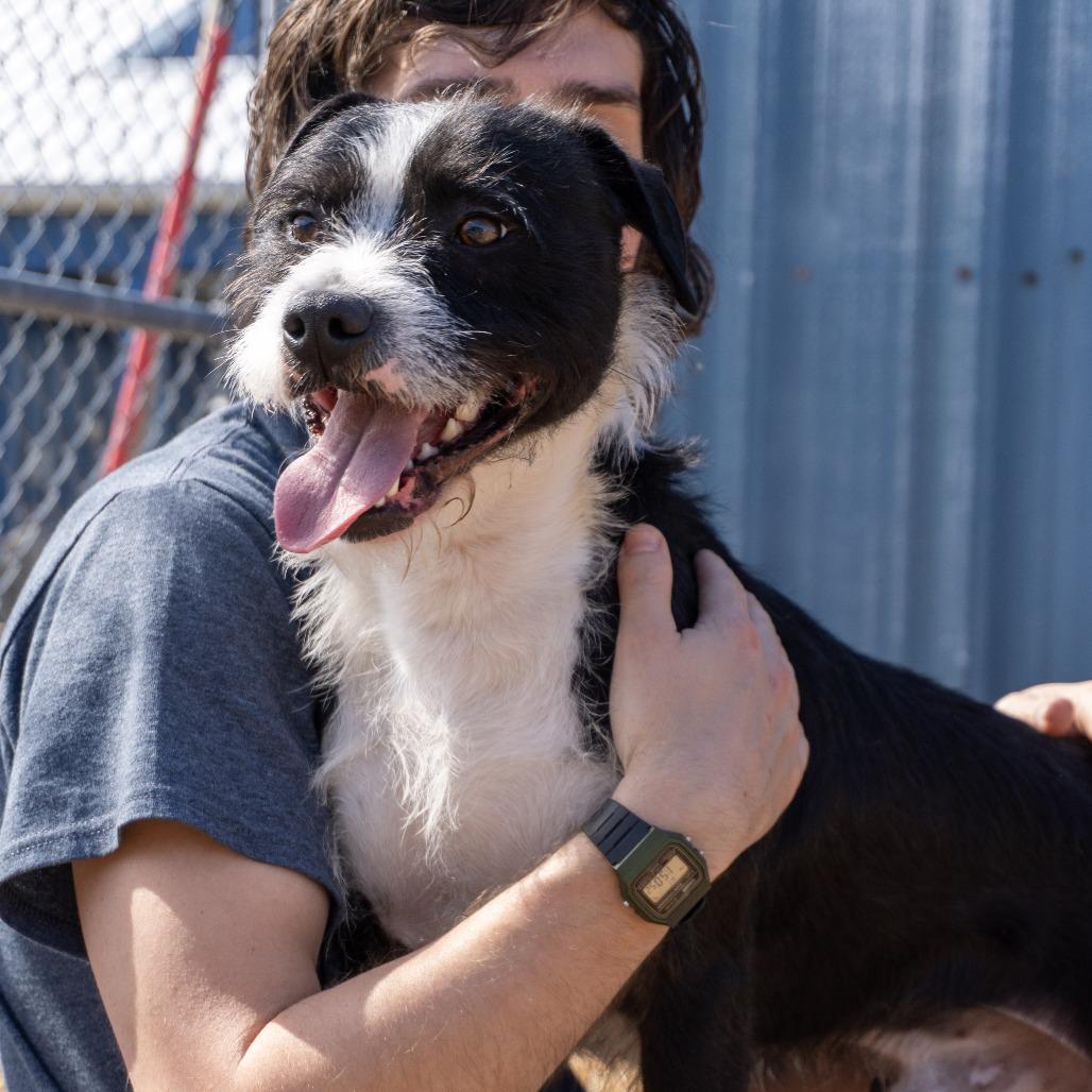 Enlarge Finn, a Adoptable mixed breed in Elizabeth City, NC image 2/4