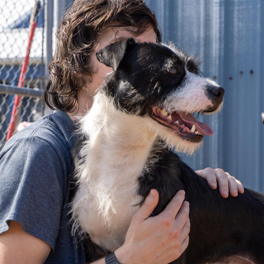 Enlarge Finn, a Adoptable mixed breed in Elizabeth City, NC image 3/4
