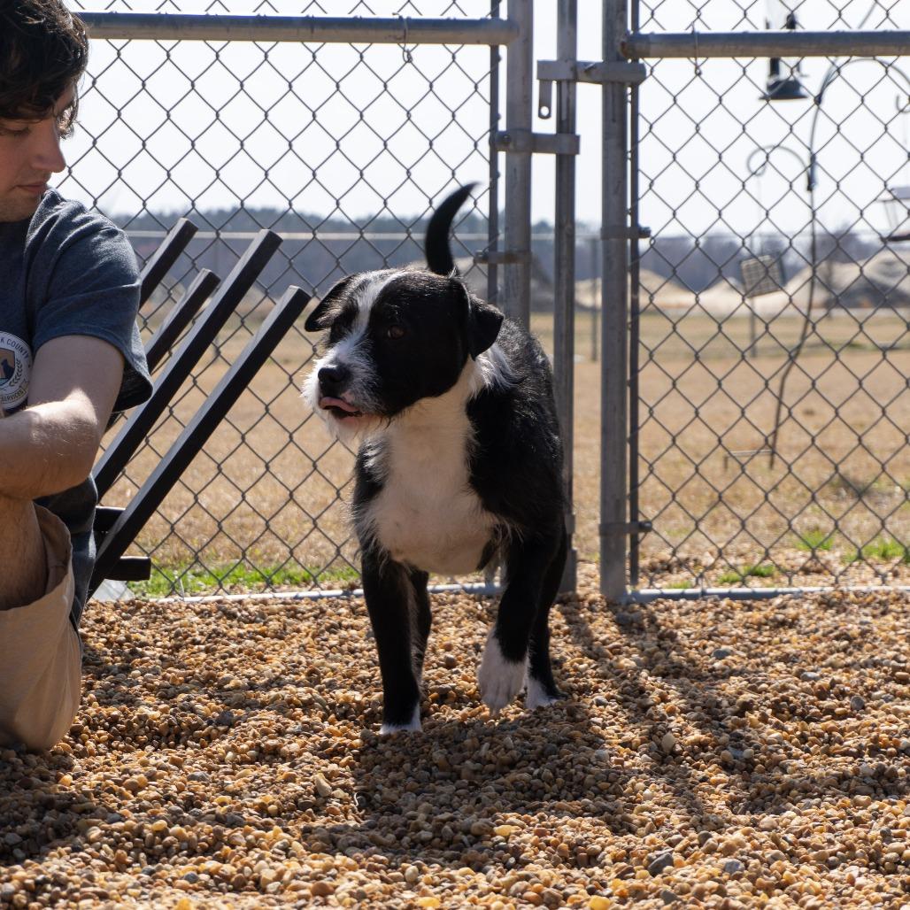 Enlarge Finn, a Adoptable mixed breed in Elizabeth City, NC image 4/4