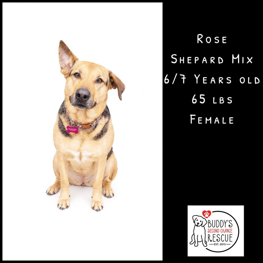 Rose, Adoptable, Adult Female Shepherd.