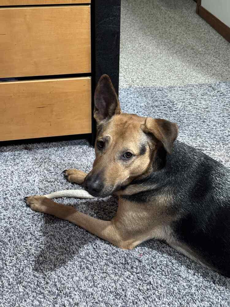 Enlarge Rose, a Adoptable mixed breed in Amherst, NY image 2/6