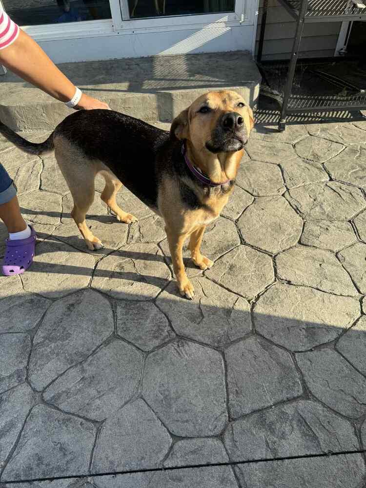 Enlarge Rose, a Adoptable mixed breed in Amherst, NY image 3/6