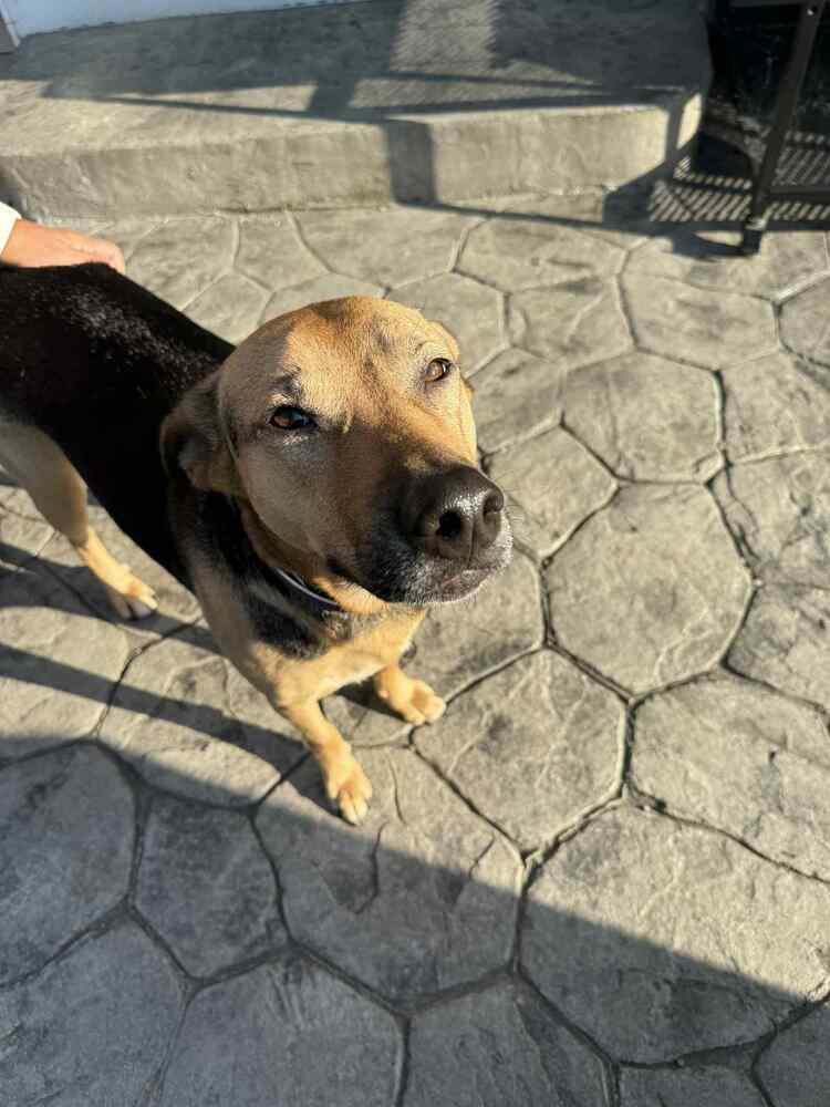 Enlarge Rose, a Adoptable mixed breed in Amherst, NY image 6/6