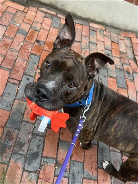 CONAN, Adoptable, Senior Male Pit Bull Terrier & Mixed Breed.