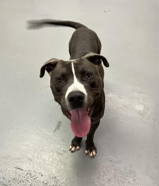 Grasshopper, Adoptable, Young Male Pit Bull Terrier.