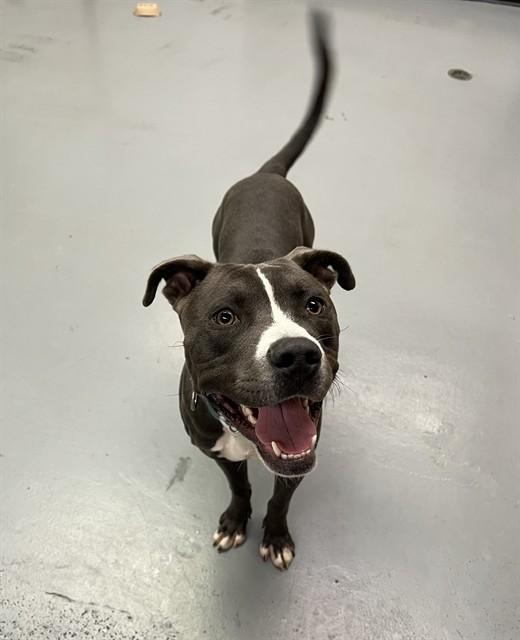Enlarge Grasshopper, a Adoptable Pit Bull Terrier in Phoenix, OR image 2/2