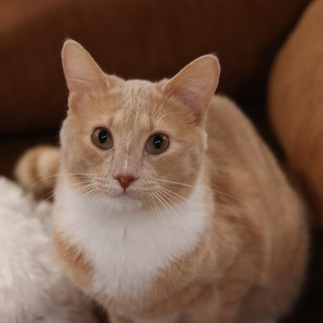 Shay-La, Adoptable, Adult Female Domestic Short Hair.