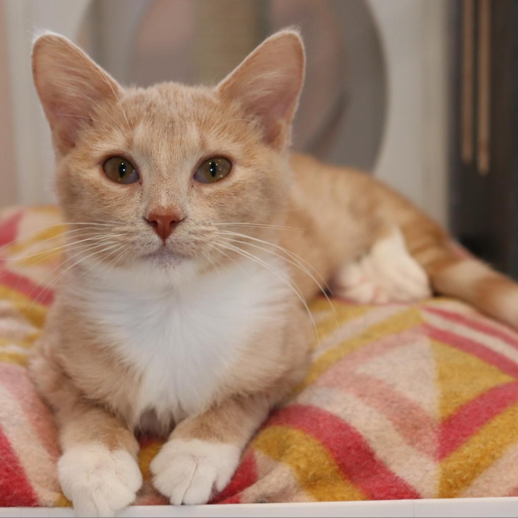 Enlarge Shay-La, a Adoptable Domestic Short Hair in Boulder, CO image 2/2