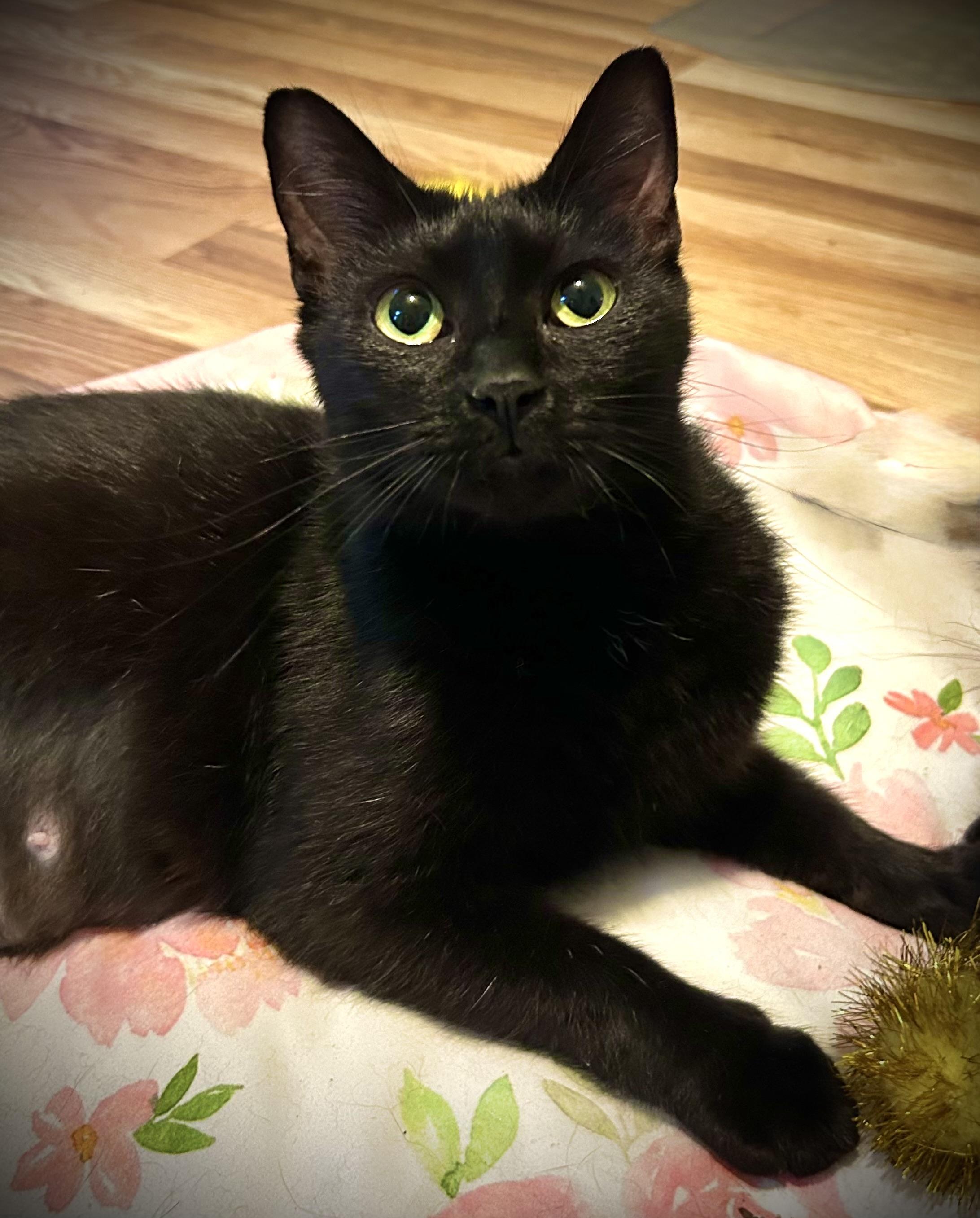 Estrella, Adopted, Young Female Domestic Short Hair.