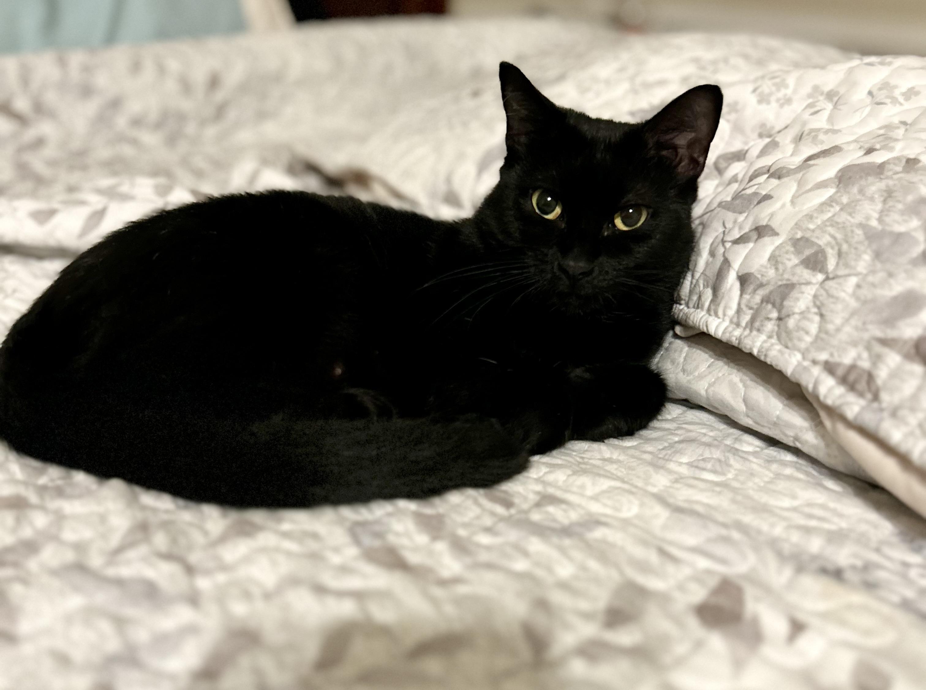 Enlarge Estrella, a Adopted Domestic Short Hair in Midlothian, VA image 2/4