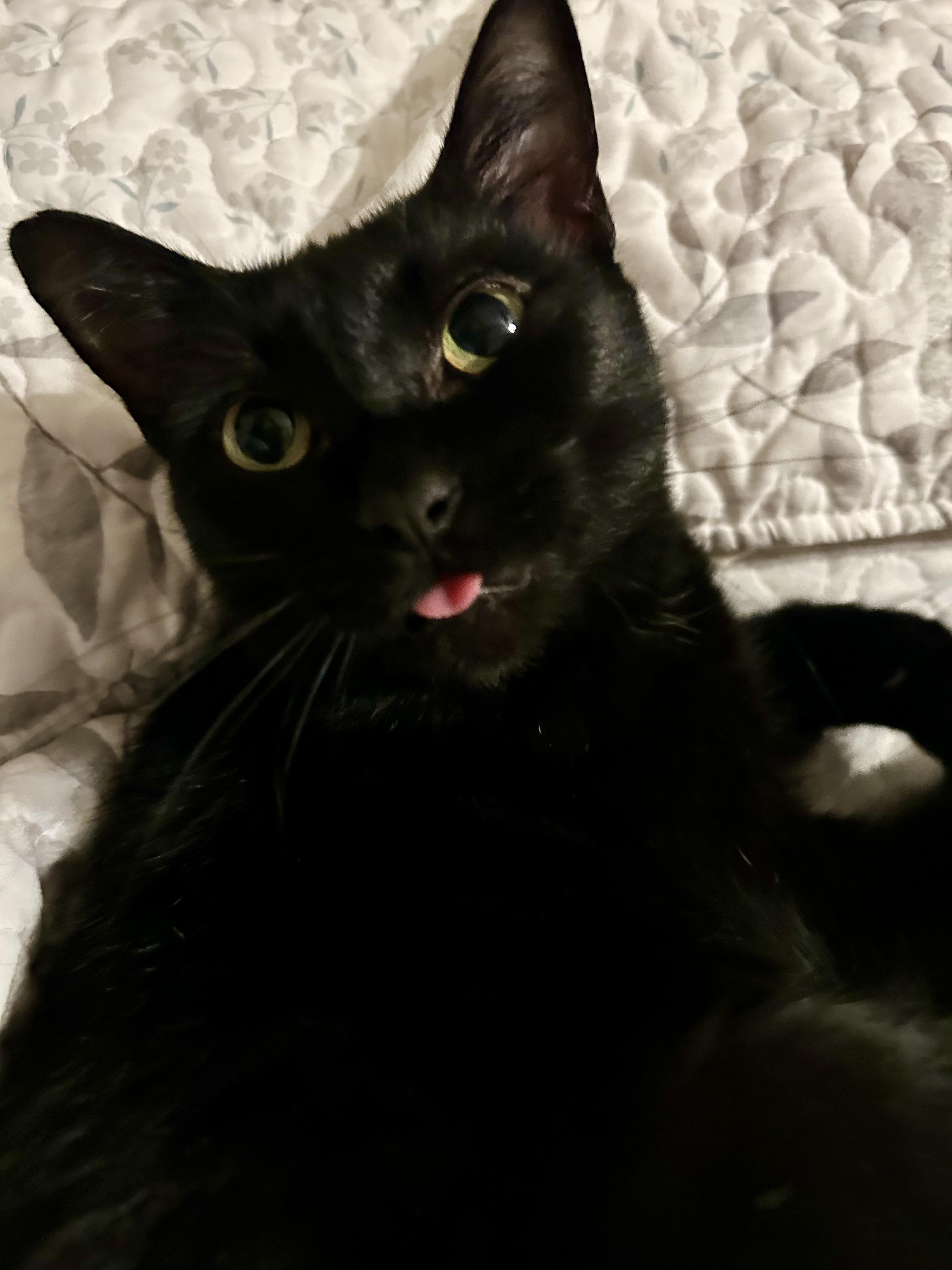 Enlarge Estrella, a Adopted Domestic Short Hair in Midlothian, VA image 3/4