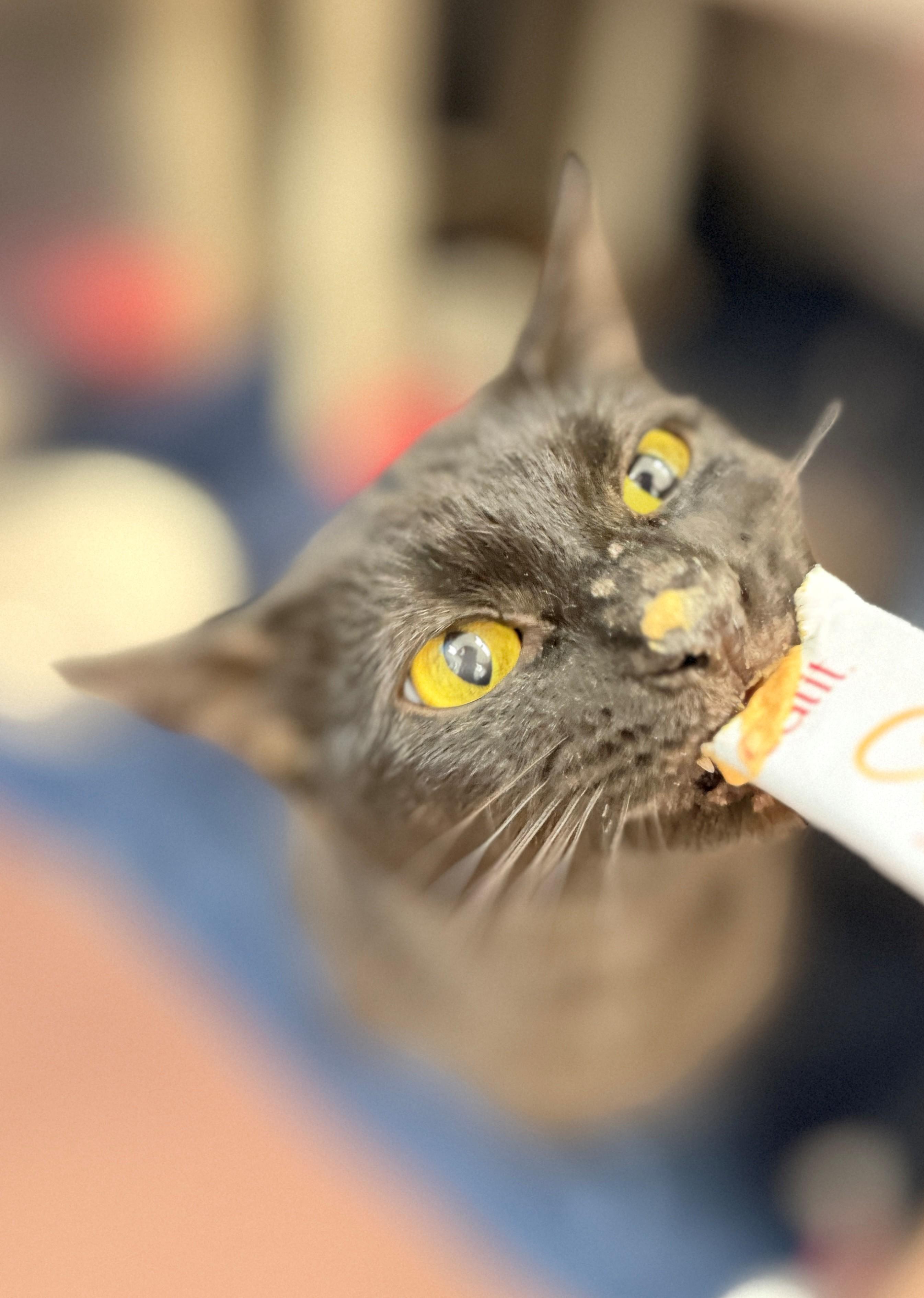 Dani, an adoptable Domestic Short Hair in Hamilton, ON image 2/4