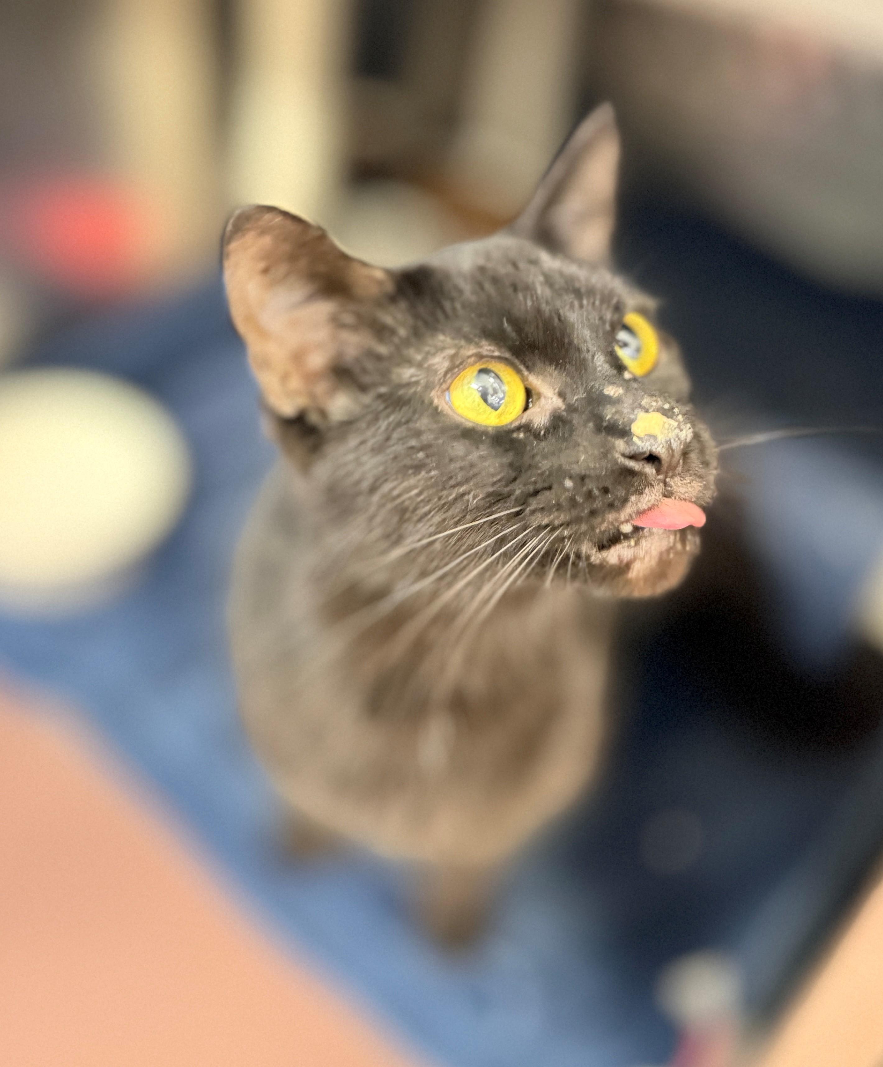 Dani, an adoptable Domestic Short Hair in Hamilton, ON image 3/4