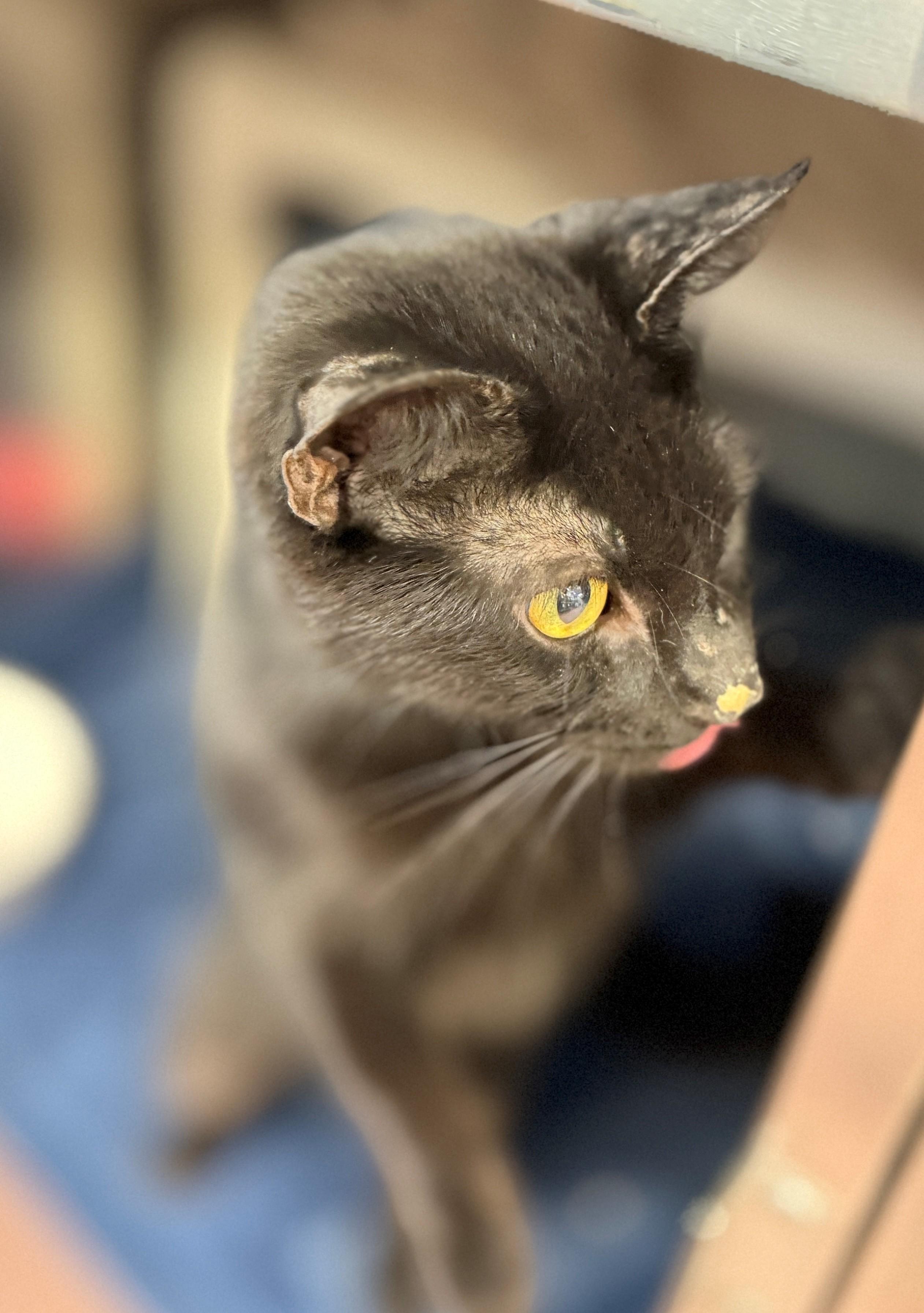 Dani, an adoptable Domestic Short Hair in Hamilton, ON image 4/4