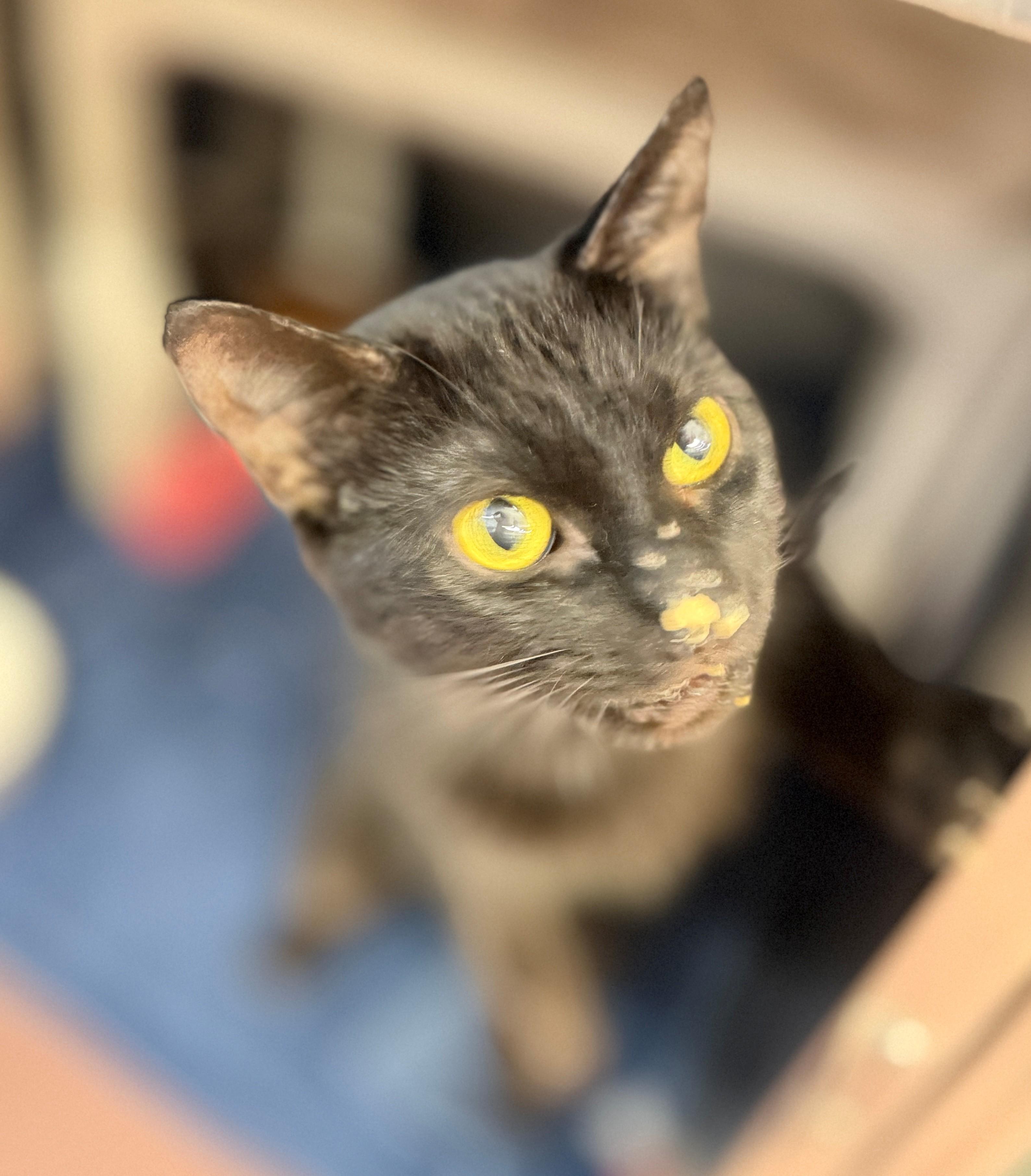 Dani, an adoptable Domestic Short Hair in Hamilton, ON image 1/4