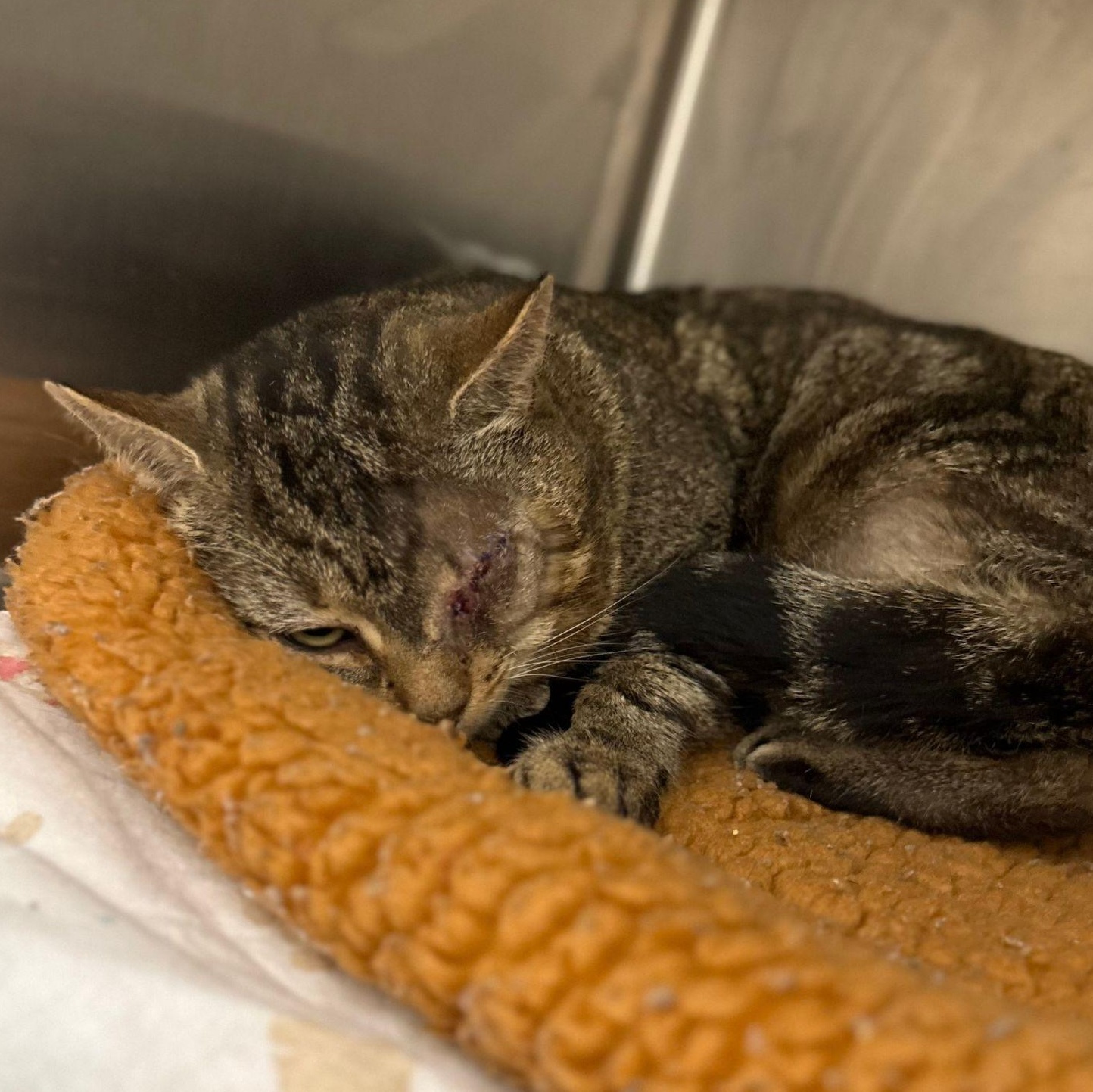 Rocket, ADOPTABLE, Young Male Domestic Short Hair.