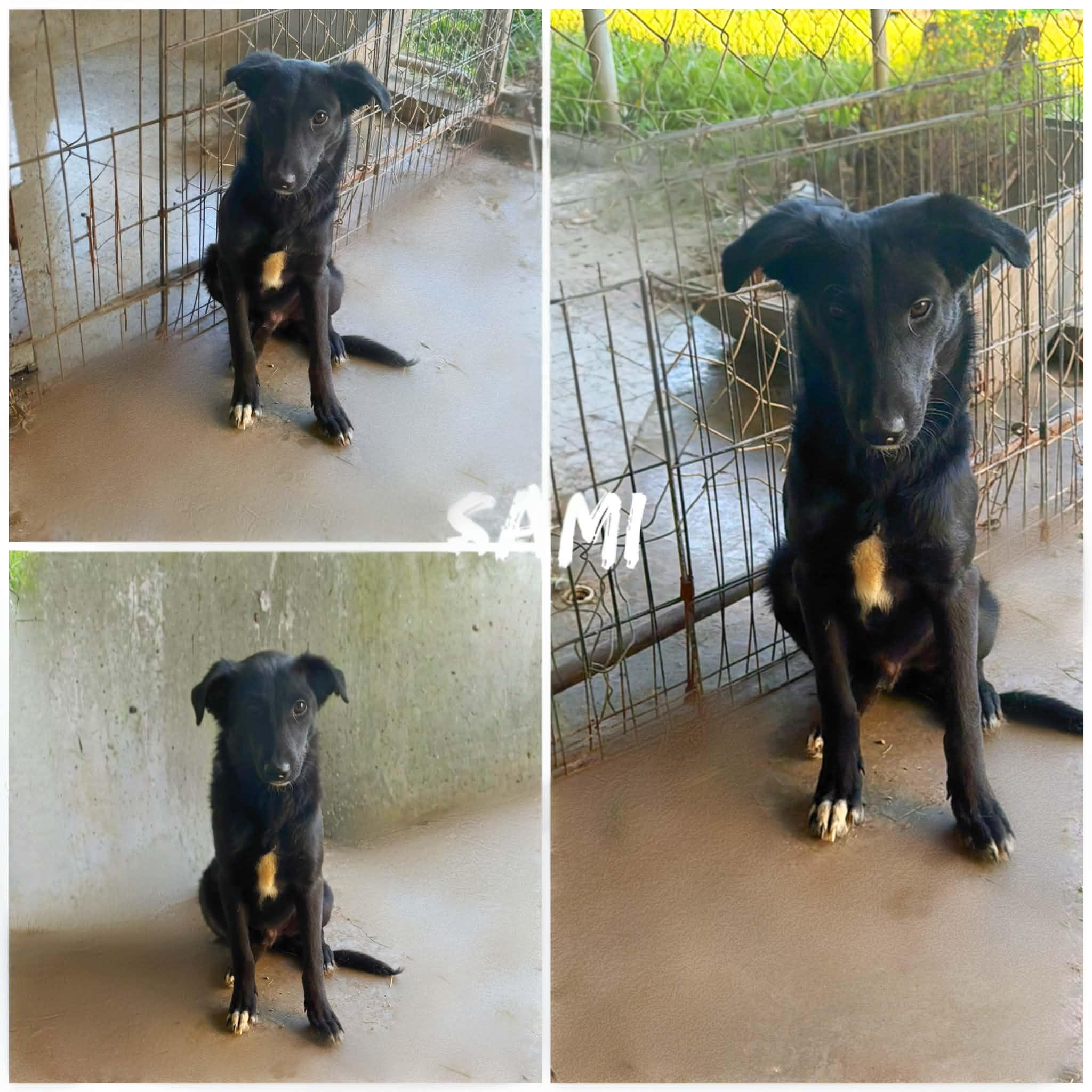 Sami, ADOPTABLE, Young Male Fox Terrier.