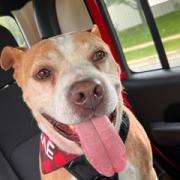 Ruddy, Adoptable, Senior Male Mixed Breed.