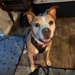 Enlarge Ruddy, a Adoptable Mixed Breed in Madison, WI image 2/6