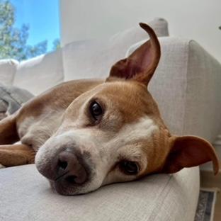 Enlarge Ruddy, a Adoptable Mixed Breed in Madison, WI image 3/6