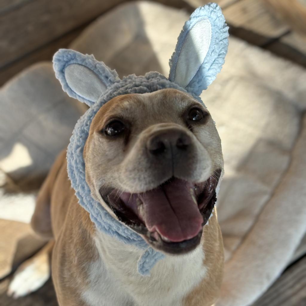 Enlarge Ruddy, a Adoptable Mixed Breed in Madison, WI image 2/6