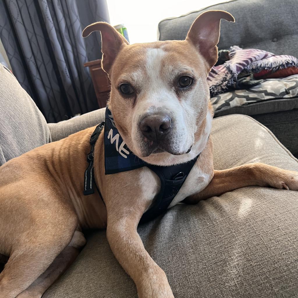 Enlarge Ruddy, a Adoptable Mixed Breed in Madison, WI image 5/6