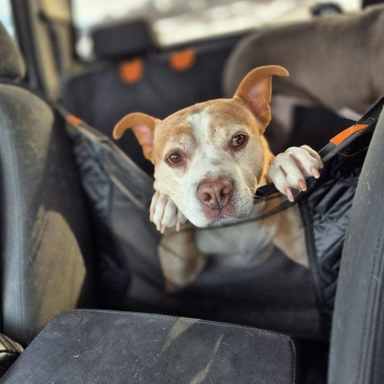 Enlarge Ruddy, a Adoptable Mixed Breed in Madison, WI image 6/6