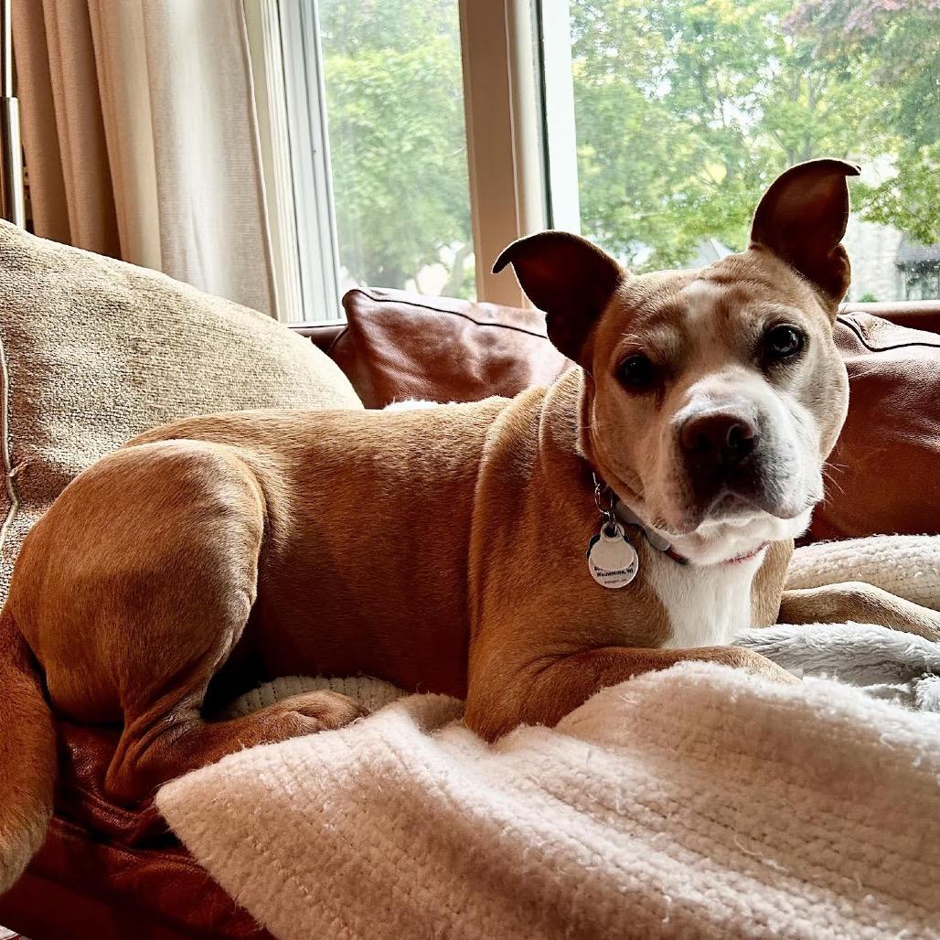 Enlarge Ruddy, a Adoptable Mixed Breed in Madison, WI image 6/6