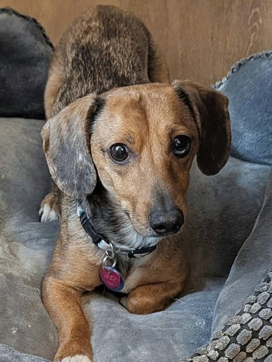 Enlarge Charlie, a ADOPTABLE Dachshund in Plant City, FL image 3/3