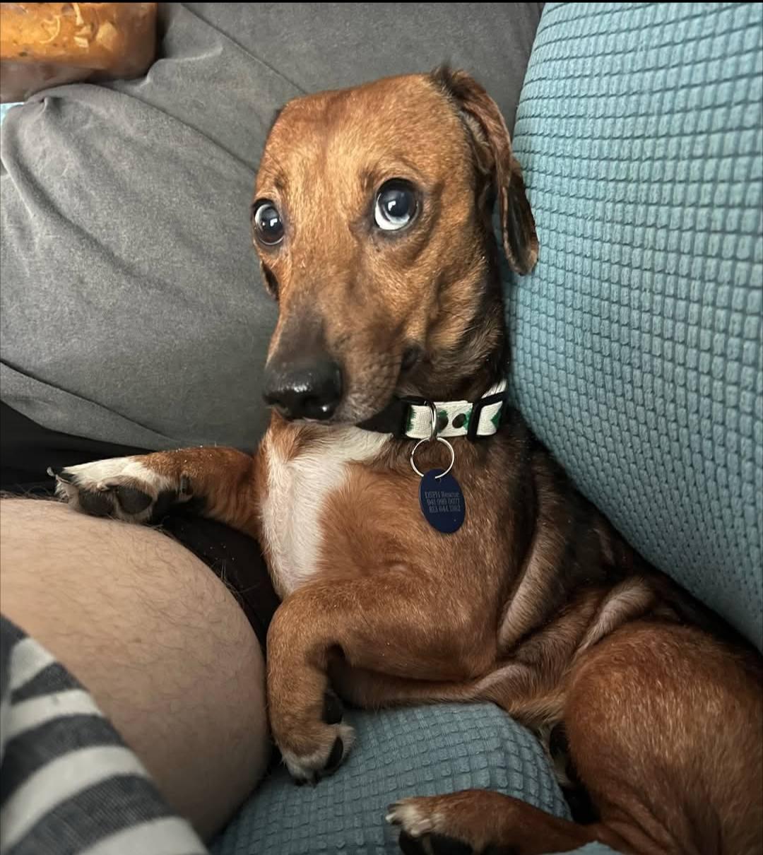 Enlarge Charlie, a ADOPTABLE Dachshund in Plant City, FL image 2/3