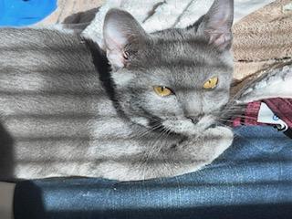 Misty, Adopted, Kitten Female Domestic Short Hair.