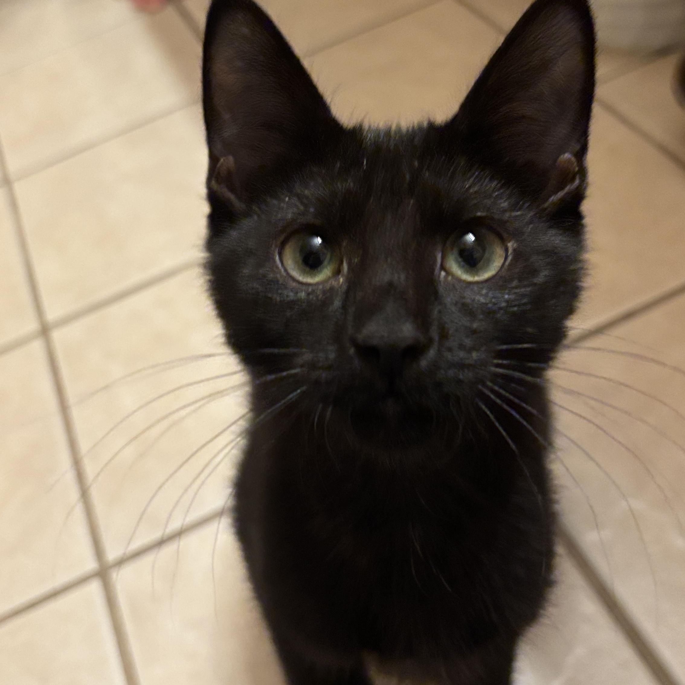 Wanda and Cosmo, a ADOPTABLE Domestic Short Hair in Melrose, MA image 4/6