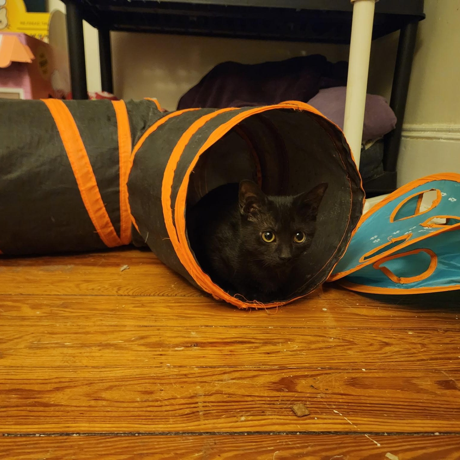 Wanda and Cosmo, a ADOPTABLE Domestic Short Hair in Melrose, MA image 6/6